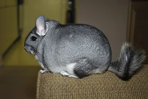 long-tailed chinchilla: any of the species Chinchilla laniger, found in South America