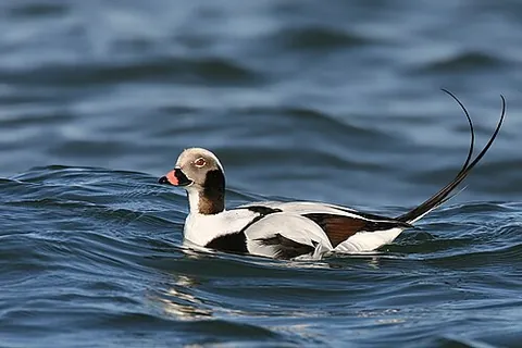 long-tailed duck: an Arctic sea bird (Clangula hyemalis)