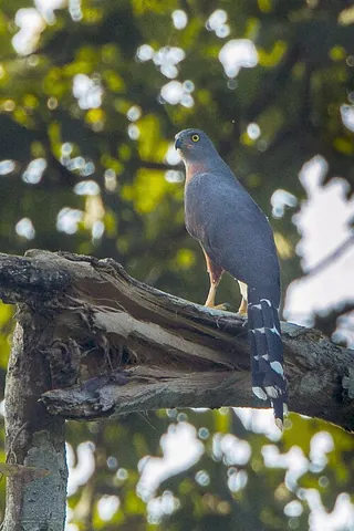 long-tailed hawk: a species of hawk, Urotriorchis macrourus