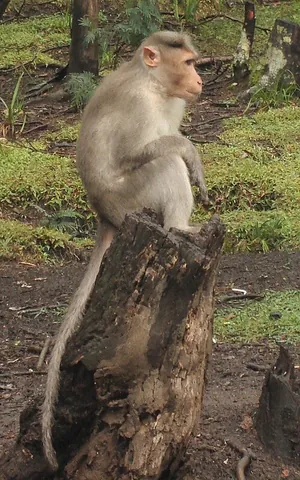 long-tailed macaque: a primate of the species Macaca fascicularis, native to Southeast Asia