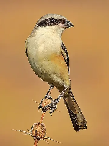 long-tailed shrike: lanius schach, a member of the shrike family (Laniidae), mainly found in Asia