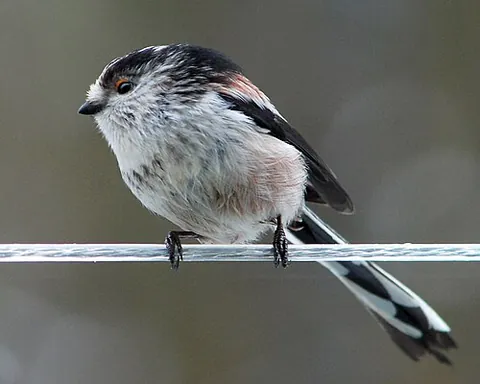 long-tailed tit: any of many subspecies of small passerine birds with long tails, Aegithalos caudatus, found...
