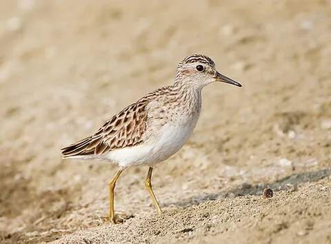 long-toed stint: a type of sandpiper, (Calidris subminuta)
