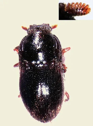 long-toed water beetle: any water beetle of the family Dryopidae, with noticeably long toes