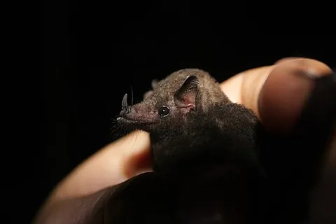 long-tongued bat: any leaf-nosed bat of the genus Glossophaga