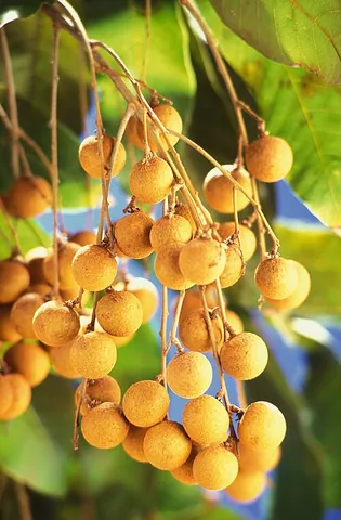 longan: an evergreen tree, Dimocarpus longan, of the Sapindaceae family, native to southern China