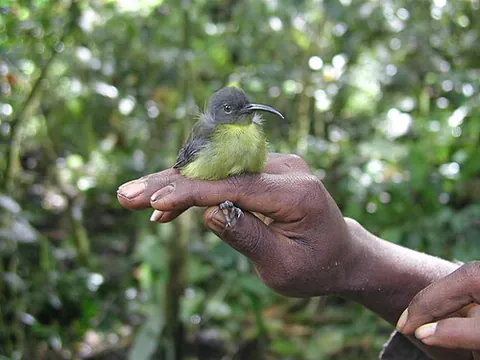 longbill: any of a number of birds with long bills