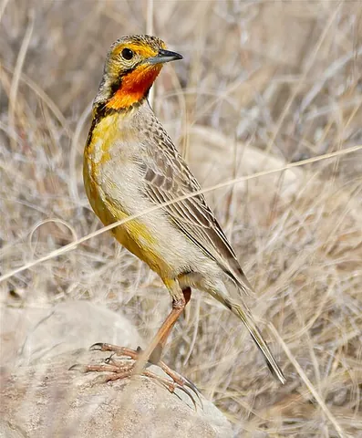 longclaw: any of several passerine birds of the genus Macronyx, that have long hind claws