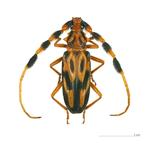 longhorn beetle: any beetle from the Cerambycidae family, notable for their extremely long antennae