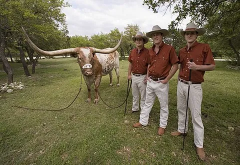 longhorn: a breed of beef cattle, having long horns, bred in Texas and other parts of southwest United States