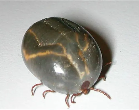 longhorned tick: any tick of species Haemaphysalis longicornis, native to the Old World, a disease vector among many...
