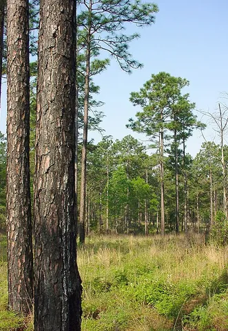 longleaf pine: an important pine species of the southeastern US, Pinus palustris