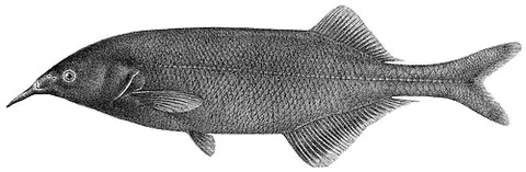 longnose stonebasher: gnathonemus longibarbis, a species of fish in the family Mormyridae