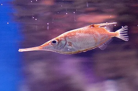 longspine snipefish: a moderately elongate snipefish with a tubular snout equal to about a quarter of the total body...