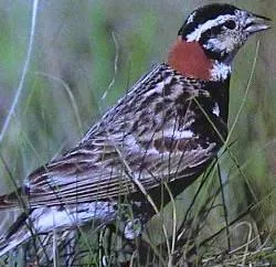 longspur: any of the birds of the genus Calcarius, having a long claw on the hind toe of each foot