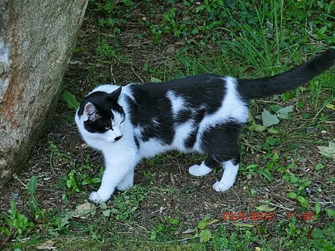 longy: a Manx cat with a long tail, that therefore cannot be shown at a Manx show