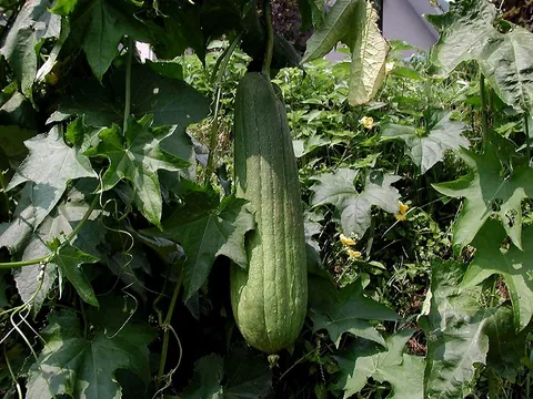 loofah: any of several tropical vines of the genus Luffa, having almost cylindrical fruit with a spongy,...