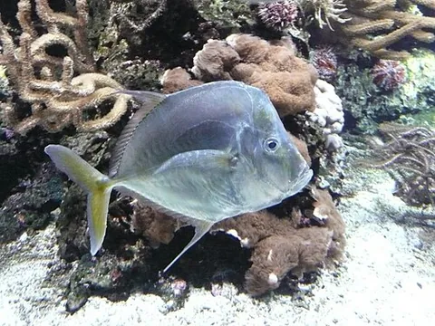lookdown: an oddly-shaped Atlantic marine fish, Selene vomer
