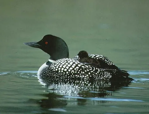loon: a crazy or deranged person; a lunatic