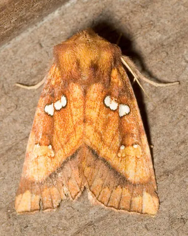 loosestrife borer: the moth Papaipema lysimachiae, whose larvae bore the stems and roots of Lysimachia quadrifolia...
