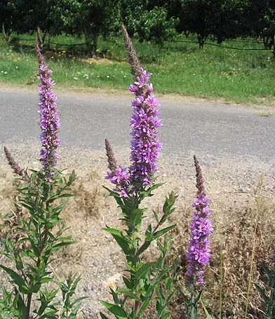 loosestrife: any of certain flowering plants of the genera Lythrum and Lysimachia, which are in different...