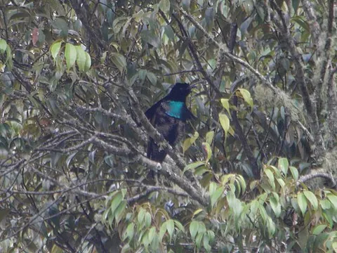 lophorina: any of the birds in the genus Lophorina, found in New Guinea