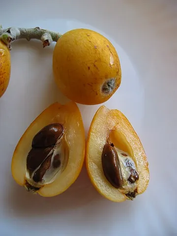 loquat: any member of the species Eriobotrya japonica of trees (Japanese medlar, Chinese plum, Japanese...