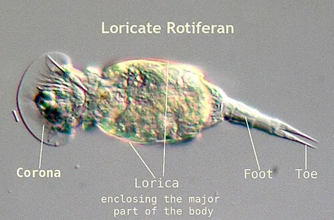 loricate: to cover with some protecting substance, as with lute, a crust, coating, or plates