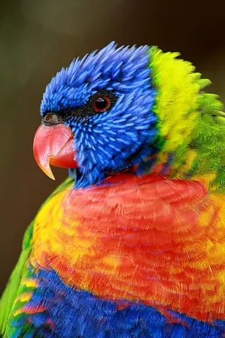 lorikeet: any of various small, brightly coloured parrots native to Australasia. They are usually classified...