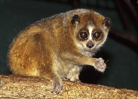 loris: any of several small, slow-moving primates, of the subfamily Lorisinae, found in India and...