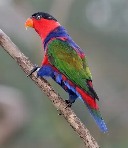 lory: any of various small, brightly coloured parrots native to Australasia. They are usually classified...
