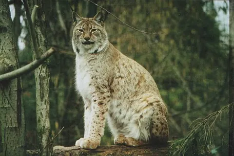 los: a medium-sized wildcat, most of them part of the genus Lynx