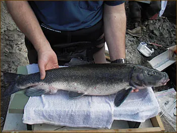 lost river sucker: deltistes luxatus, a species of fish within the taxonomic family Catostomidae