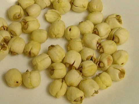 lotus seed: a fruit (nut) or seed (kernel) of a plant in the genus Nelumbo, particularly the species Nelumbo...