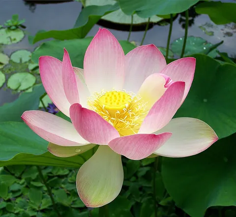 lotus: any member of the genus Nelumbo of aquatic plants in the family Nelumbonaceae