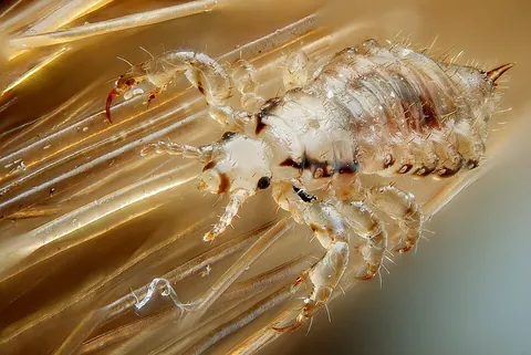 louse: a small parasitic wingless insect of the order Psocodea