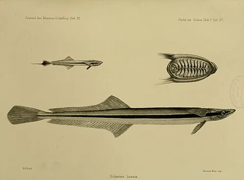lousefish: a rare species of remora fish, Phtheirichthys lineatus, found in tropical and subtropical seas all...