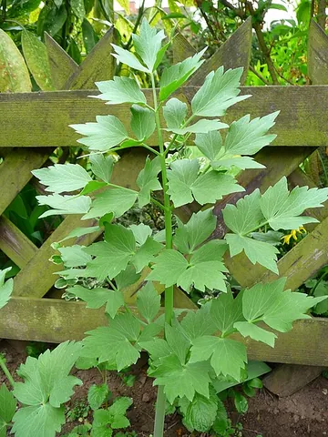 lovage: a perennial Mediterranean herb, of species Levisticum officinale, with odor and flavor resembling...