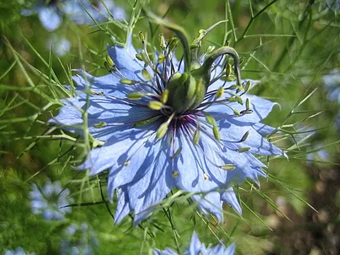 love-in-a-mist: nigella damascena, an annual flowering plant of the genus Nigella, the blooms of which are...