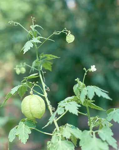 love in a puff: a flowering vine with large, hollow seedpod and round seeds with a heart-shaped mark (Cardiospermum...