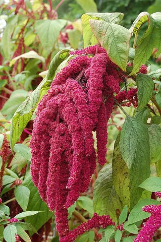 love-lies-bleeding: a tropical plant of species Amaranthus caudatus, that has clusters of little red flowers