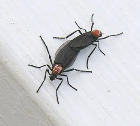 lovebug: an insect, the honeymoon fly (Plecia nearctica, family Biblionidae), native to Central America and...
