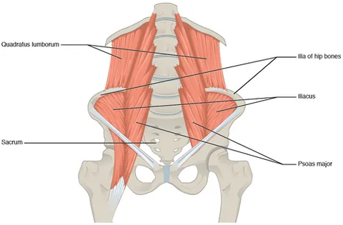 lower back: the region of the back above the waist, also known as the lumbar region; the area surrounding the...