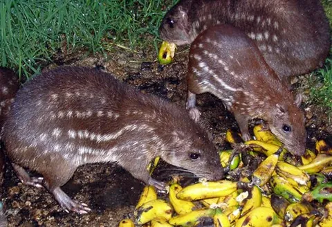 lowland paca: a species of paca (Cuniculus paca)