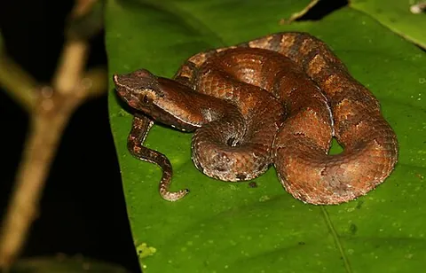 lowlands hump-nosed pit viper: hypnale zara, a species of pit viper endemic to Sri Lanka