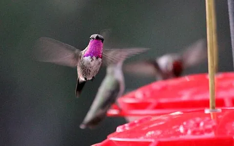 lucifer sheartail: calothorax lucifer, a medium-sized green hummingbird with a slightly curved bill and distinctive...