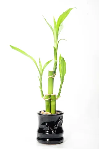 lucky bamboo: a bamboo-like plant, Dracaena sanderiana, believed in some Asian cultures to bring happiness and...