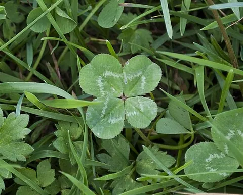 lucky clover: any four-leaf variant of the normally three-leaf species of clover of genus Trifolium