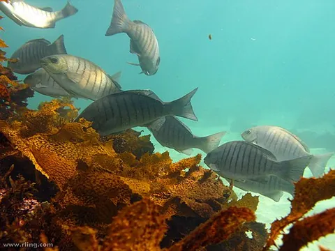 luderick: a fish of species Girella tricuspidata
