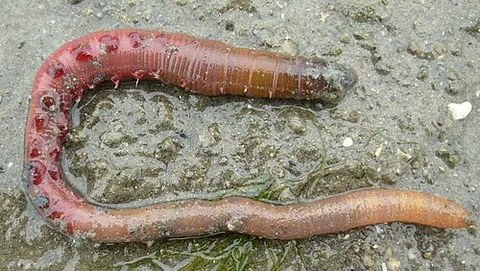 lugworm: especially the northern lugworm (Arenicola marina), whose coiled castings can often be seen on...